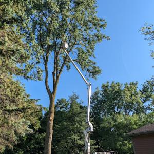 Bur Oak Tree Service