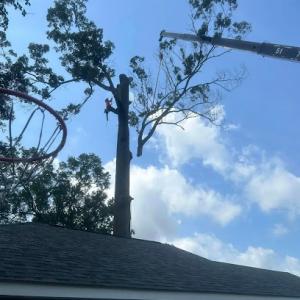 Harvey's Tree Surgeon