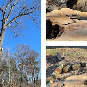 Green In Green Out Tree Services