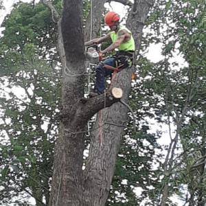 Portland Tree Service