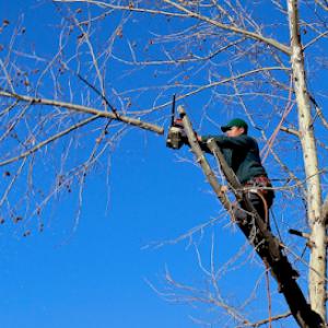 Norfolk Tree Service