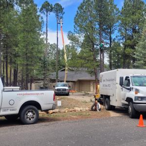 The Joshua Tree & Landscape Company