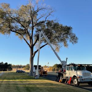 Forrest Tree Service