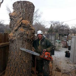 The Tree Professional