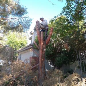 Salinas Tree Service