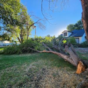 GA Tree & Yard Service