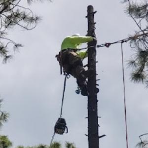 Innovation Tree Specialist