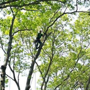Suffolk Tree Work LI