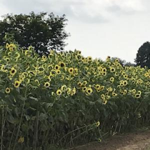 Laraby Lawn & Landscape Service