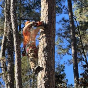 DC Tree Cutting & Land Service