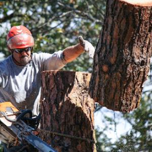 Advanced Tree Service In Roseburg