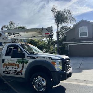 Palmers Palm Tree Trimming