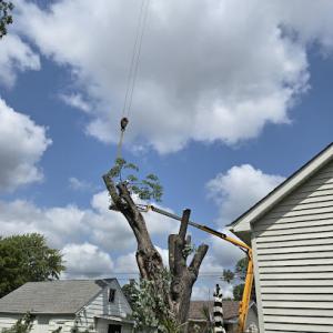 Platinum Tree Services