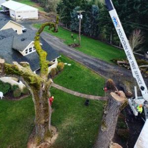 Mountain View Tree Service