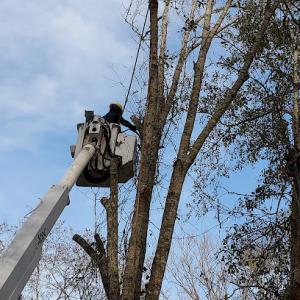 Lee's tree & lawn care