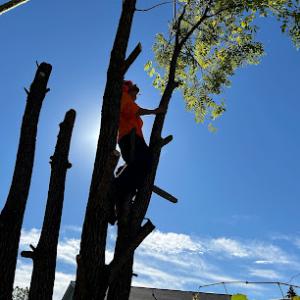 Forest Green Tree Service