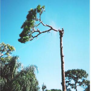 Grizzlywood Tree Service