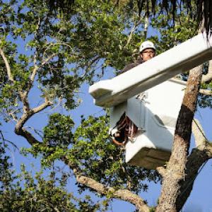 Jimmy's Tree Service