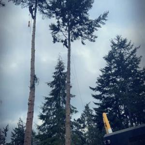 Town & Country Tree Experts