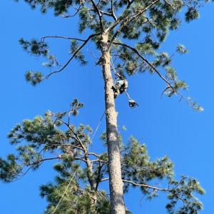 Alvarado Tree Service