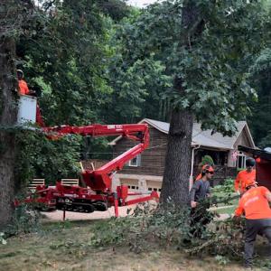 Tree Giants