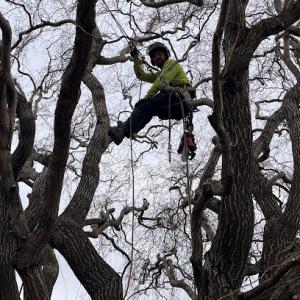 Skyline Tree Service