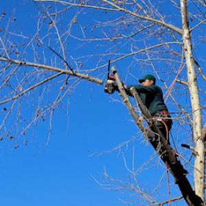 Grace Tree Service Spokane