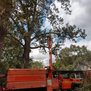 Wright way tree trimmers