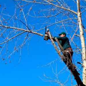 MCS Tree Services