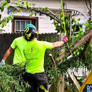True North Tree Care