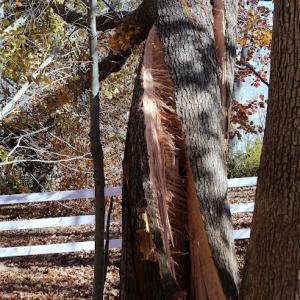 Titan Tree Care
