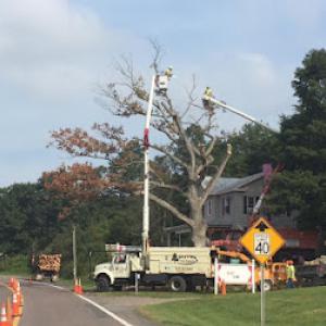 SkyView Tree Experts