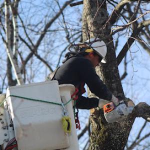 Mattson Tree Service