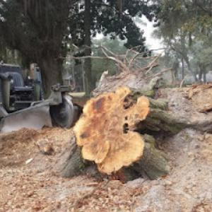Mr. Stump | Stump Grinding & Treeservice