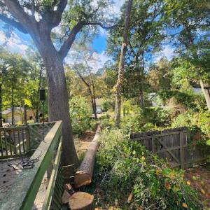 Arborists By Nature