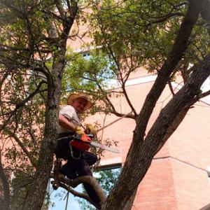 Narens' Tree Care