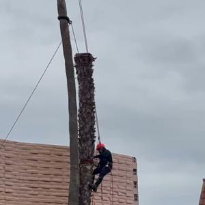 Visalia Tree Service