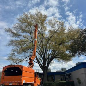 East Texas Stump Grinding & Tree Service