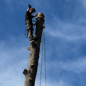 Systemic Tree Service