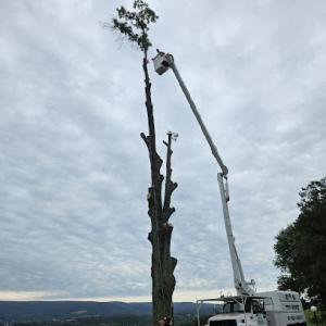D & S Tree Service