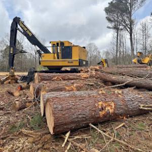 Tree Service Valdosta Ga