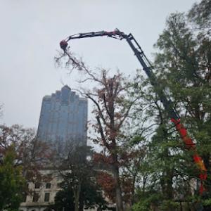 CS Tree Services