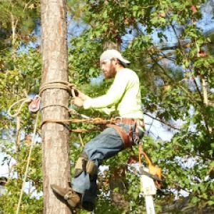Amigo Tree Service Removal Stump Grinding Cary NC