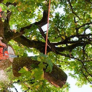 Hoss Tree Service: Landscape Contractor