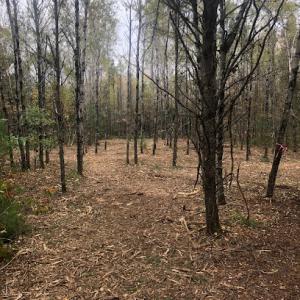 Brushworx - Land/Lot/Brush Clearing & Forestry Mulching Companies in Sturgeon Bay, WI