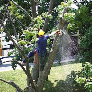 Mr Greenjeans Tree Service