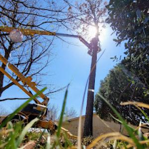 North Texas Tree Expert Company