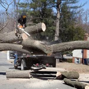 Top Notch Tree Service