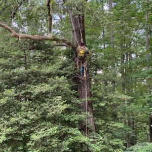 ArborMaster Tree Service