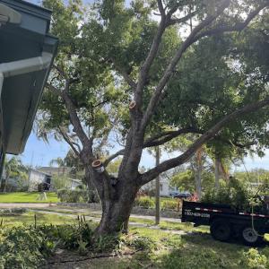Certified Tree Care LLC Tampa